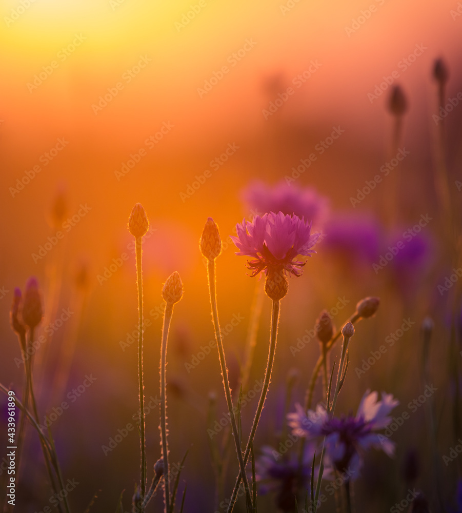 Beautiful blue cornflowers blooming in the field in golden sunset light. Wildflowers in Northern Europe.