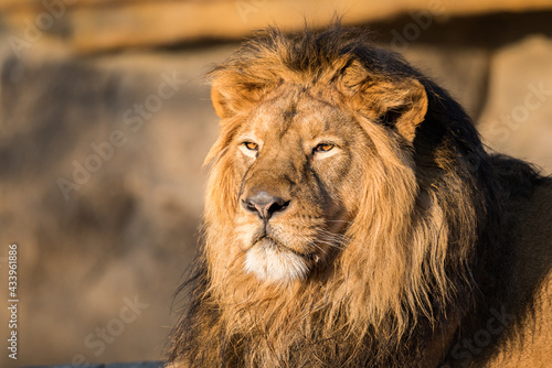 Photography of African Lion King. Relaxing portrait.