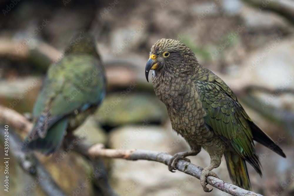 Obraz premium Wild Kea Parrot in the mountains of New Zealand