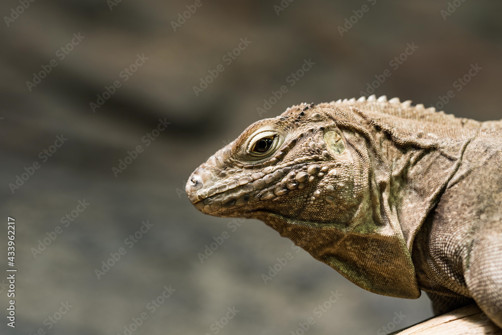 Green iguana, also known as the American iguana, is a large, arboreal, mostly herbivorous species of lizard of the genus Iguana.
