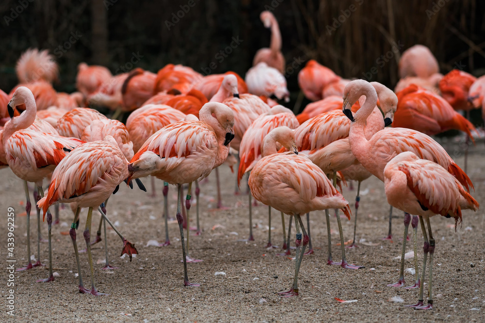 Portrait of Flamingo. Gorgeouse bokeh background. Portrait of Flamingo. Gorgeouse bokeh background.