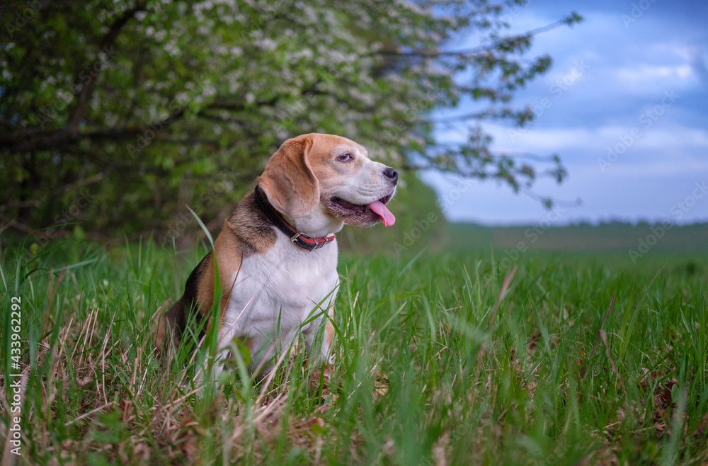 beagle dog on a walk on a May evening