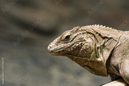 Green iguana, also known as the American iguana, is a large, arboreal, mostly herbivorous species of lizard of the genus Iguana. © Ondrej Novotny