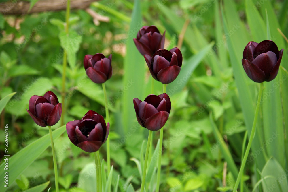 Fototapeta premium Tulipes noires au jardin
