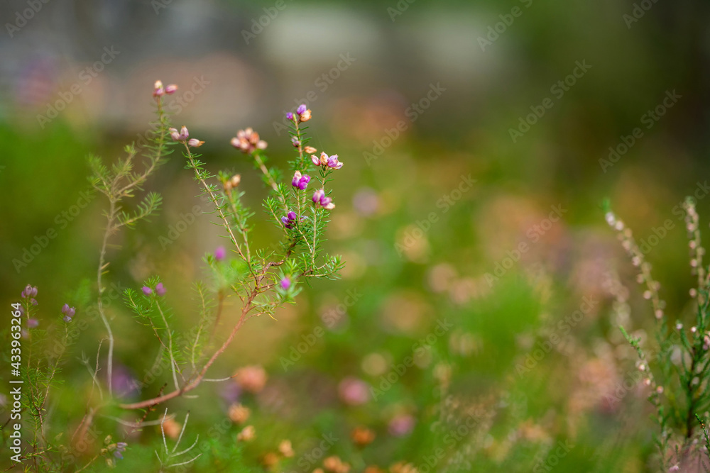 Plant in the forest. Calm place near The Falls of Foyers. Plant in the forest. Calm place near The Falls of Foyers.