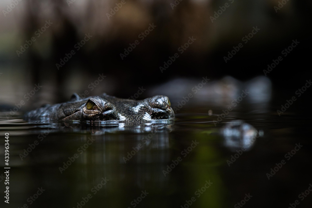 The gharial (Gavialis gangeticus), also known as the gavial, is a crocodilian in the family Gavialidae. One of the most endangered crocodile species. The gharial (Gavialis gangeticus), also known as the gavial, is a crocodilian in the family Gavialidae. One of the most endangered crocodile species.