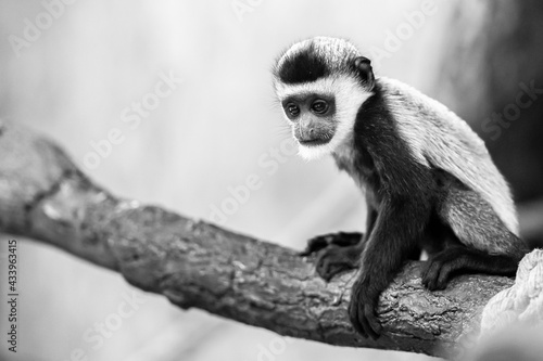 Young Mantled guereza, colobus guereza, Abyssinian black-and-white colobus. photo
