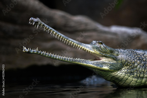 The gharial (Gavialis gangeticus), also known as the gavial, is a crocodilian in the family Gavialidae. One of the most endangered crocodile species. © Ondrej Novotny