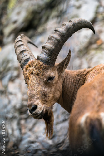 Portrait of West-Caucasian Ibex male animal. photo