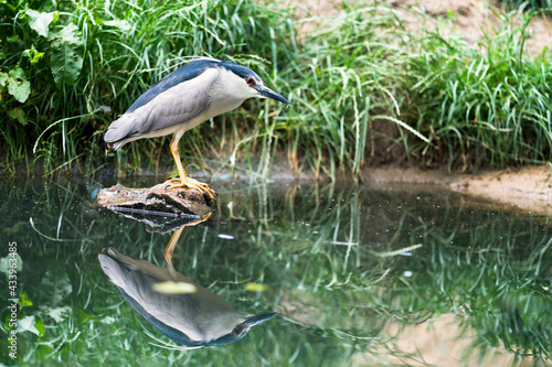 Striated Heron - Butorides striata also mangrove heron, little heron or green-backed heron, photo