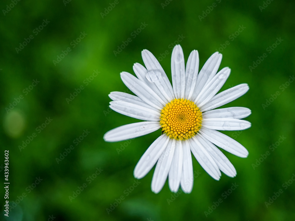 One chamomile flower. Daisy against a background of green grass. Top view, close up flower. One chamomile flower. Daisy against a background of green grass. Top view, close up flower.