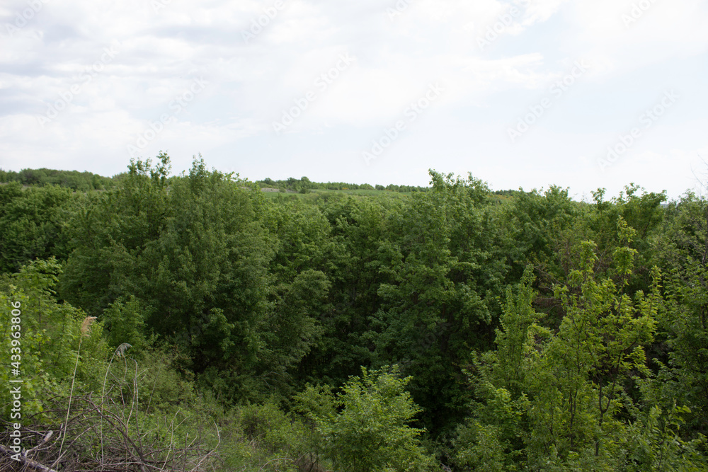 Fototapeta premium flower, spring, nature, blue, plant, green, purple, flowers, meadow, summer, bloom, macro, beautiful, beauty, blossom, grass, flora, garden, floral, petal, wild, veronica, leaf, closeup, violet