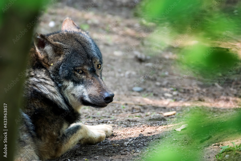 Fototapeta premium Portrait of a Grey wolf in the forest