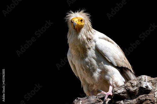 The Egyptian vulture  Neophron percnopterus  on a black background. Also called the white scavenger vulture or pharaoh s chicken.