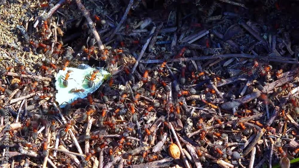 Large colony A large red ant caught a white butterfly. Large colony A large red ant caught a white butterfly.