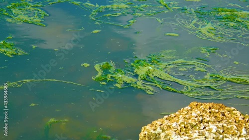 Harmful algal bloom (Microcystis aeruginosa) and Enteromorpha in the Khadzhibeyskyi Liman, Ukraine photo