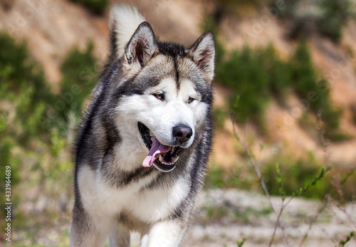 dog face alaskan malamute outdoors