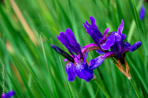 Beautiful wild blue irises on blurred green background