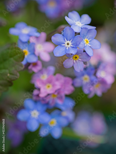 Forget me not flower blossom