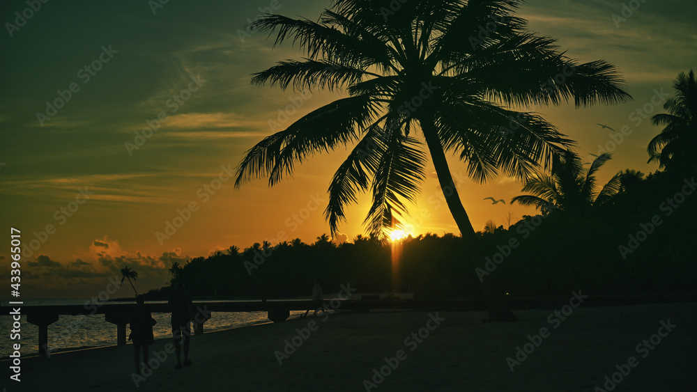 Exotic sunset with palms and 
birds. 
Man and a woman walk on the beach in the direction of the sunset covered by a palm tree canopy. 