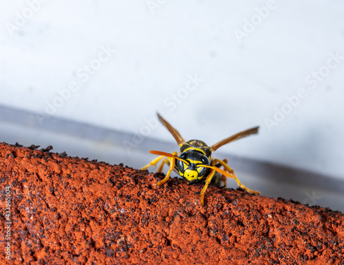 Paper wasp on red brick