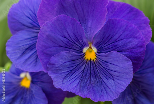 Vibrant Blue Pansy macro with  yellow middle blurred background. © SaNataPhoto