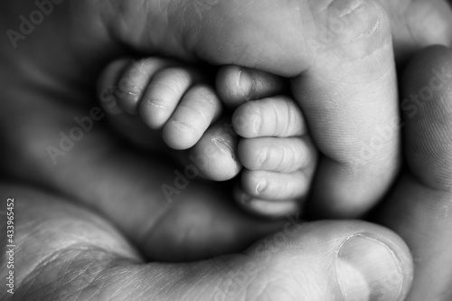 Children's feet in hold hands of mother and father on white. Mother, father and newborn Child. Happy Family people concept. Black and white.
