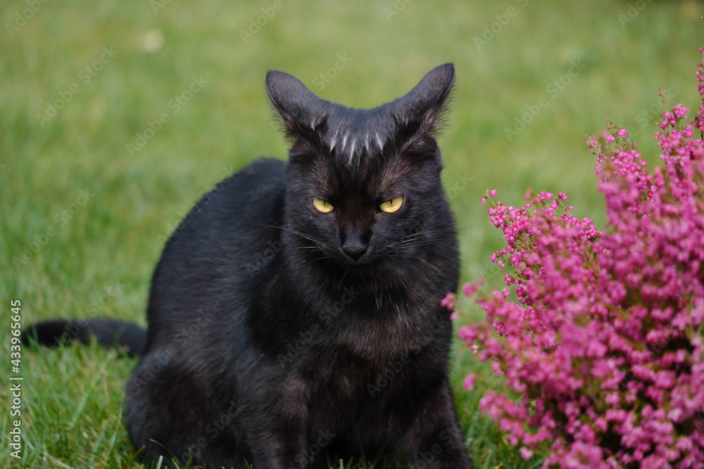 Black cat and pink heather flower