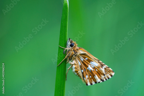 Close-up macro shot of sleeping butterfly with spotted orange and white wings perched on strand of grass. Isolated on green background. Shallow depth of field