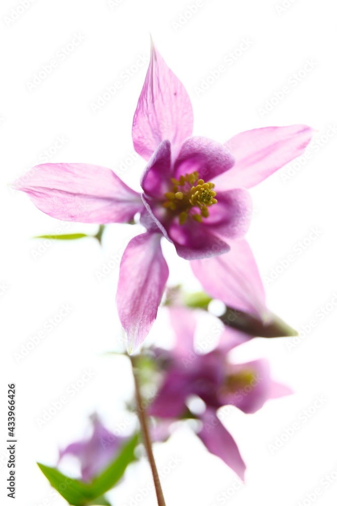 fiore fiore