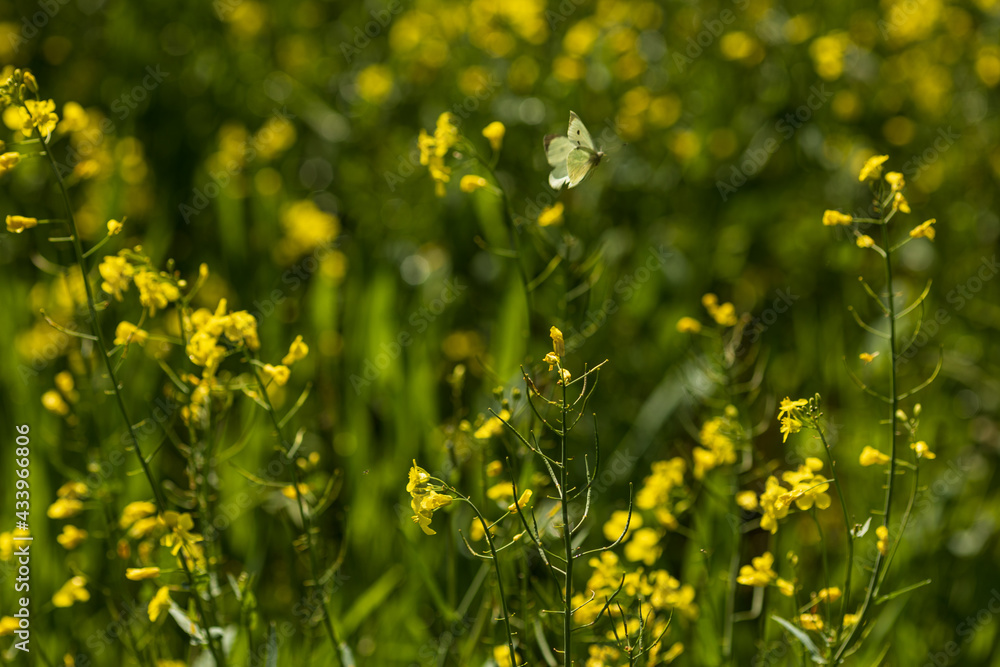 Fototapeta premium Natur der Pflanzen