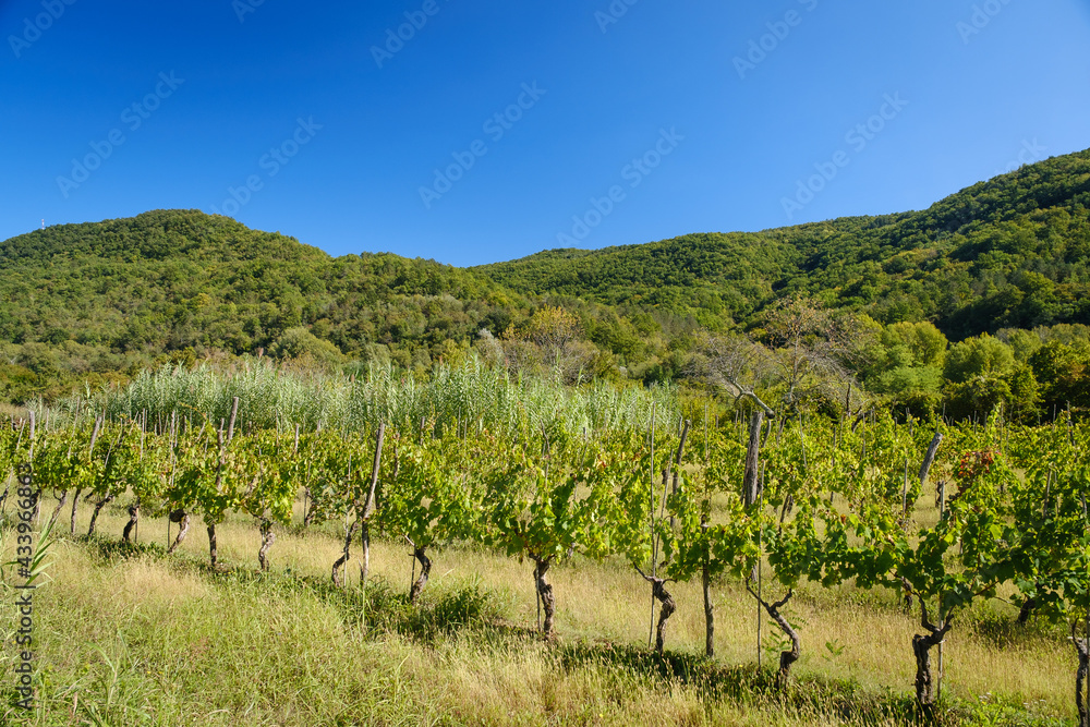 Autumn grapes and vineyard on Slovenian coast