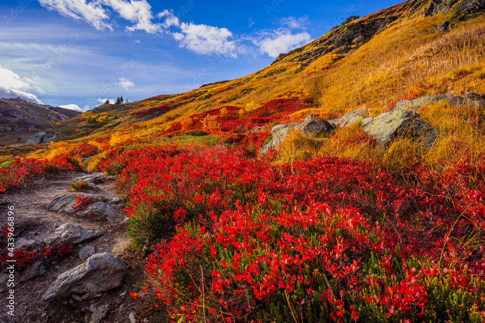 Amazing autumn colors. Fall Foliage, Yellow Aster Butte, North Cascades region, Mount Baker area