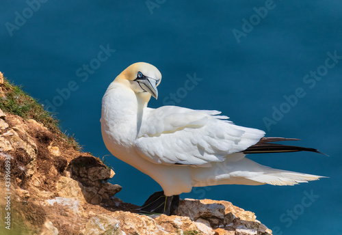 Adult gannet relax under summer sun. Northern Gannets colony in Bempton Cliffs, North Sea, UK photo