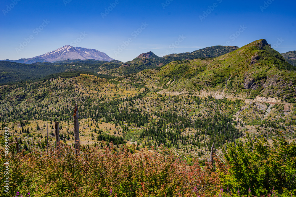 Bare trunks of burned trees. Rebirth of the young forest. Amazing landscape near Mount St Helens National Park, East Part, South Cascades in Washington State, USA