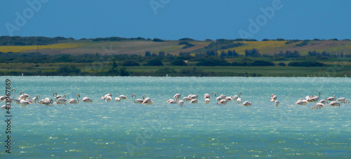 flock of flamingos in their natural ecosystem,Phoenicopterus
