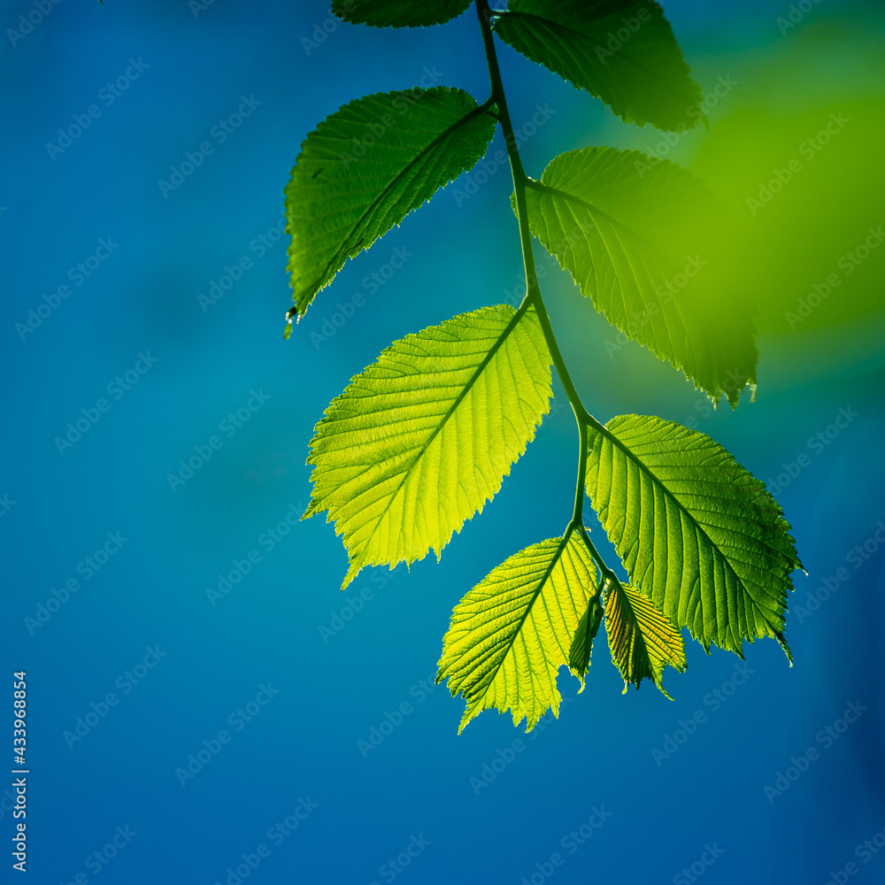 Beautiful, fresh, green leaves in the summer sunlight. Vibrant forest scenery of Northern Europe. Beautiful, fresh, green leaves in the summer sunlight. Vibrant forest scenery of Northern Europe.