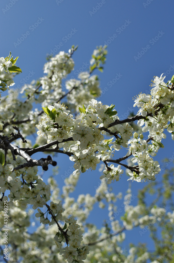 Blooming white cherry flowers close-up. Branch with flowers on a blurred background. Blooming white cherry flowers close-up. Branch with flowers on a blurred background.