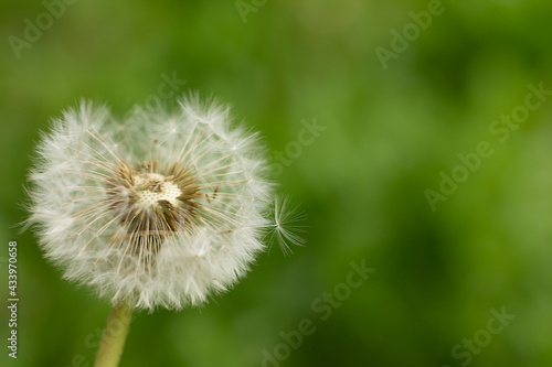 dandelion on green background