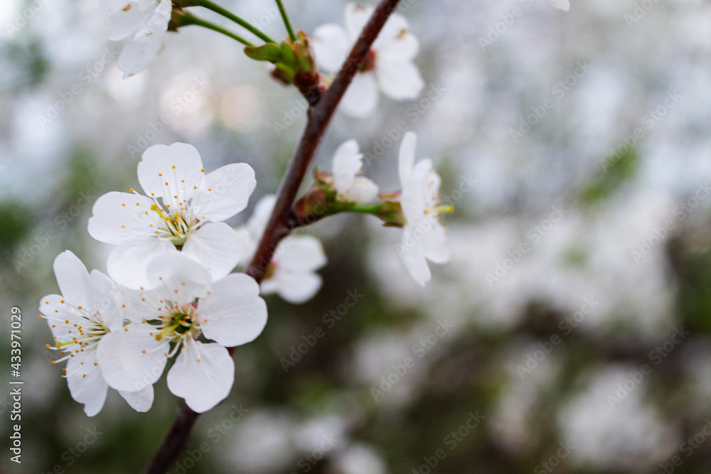 Branches with beautiful white flowers. Spring cherry blossoms. Branches with beautiful white flowers. Spring cherry blossoms.