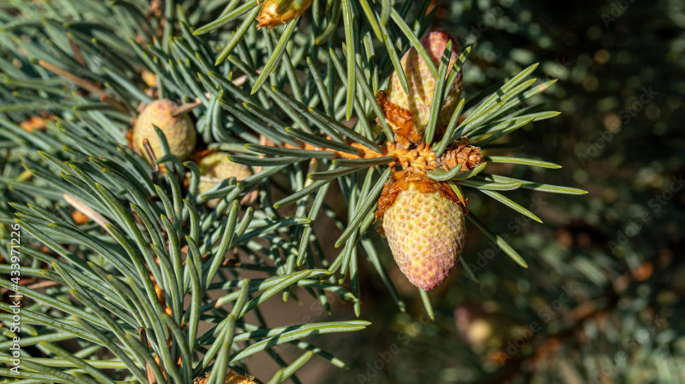 Fototapeta premium Small unripe spruce cones on a tree, macro photography
