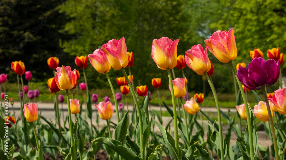 multicolored tulips on a flowerbed, macro photography, backgrounds multicolored tulips on a flowerbed, macro photography, backgrounds
