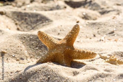 Sea star on the sand on the ocean on a warm summer day