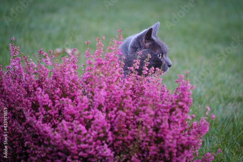 Chartreux cat and pink heather flowers photo