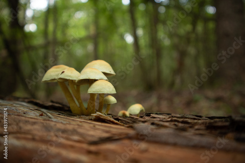 Mushrooms growing on a dead, rotten tree stump in forest. Late summer scenery in woodlands in Northern Europe.