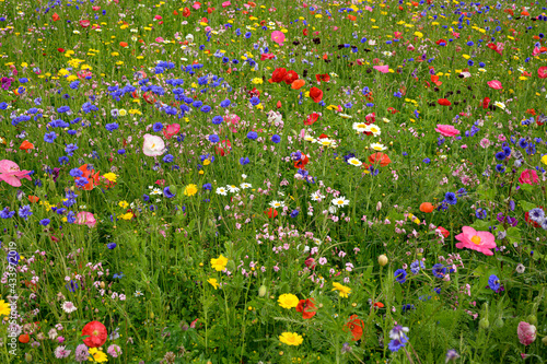Insieme di  fiori di campo di diverse specie e  colori nel prato photo