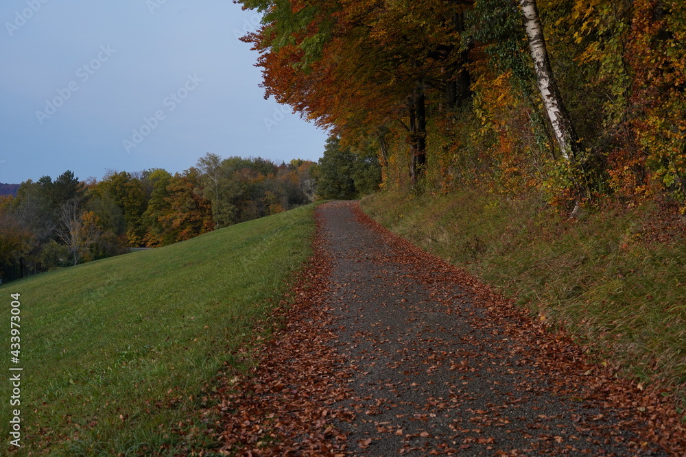Naklejka premium Autumn landscape in Switzerland with a small country road covered with dry leaves. On the left side there is pasture, on the right side and on the horizon there are trees with colorful foliage.