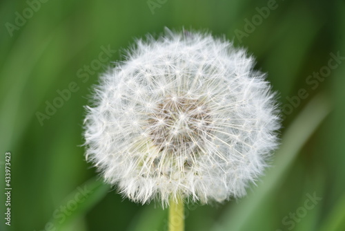 dandelion on green background