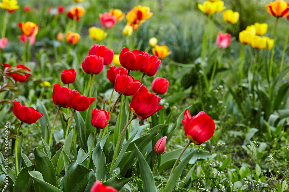 Obraz premium Beautiful tulip flowers blooming in a garden. Beauty tulip plant in the spring garden in rays of sunlight in nature. Blur background with bokeh image, selective focus