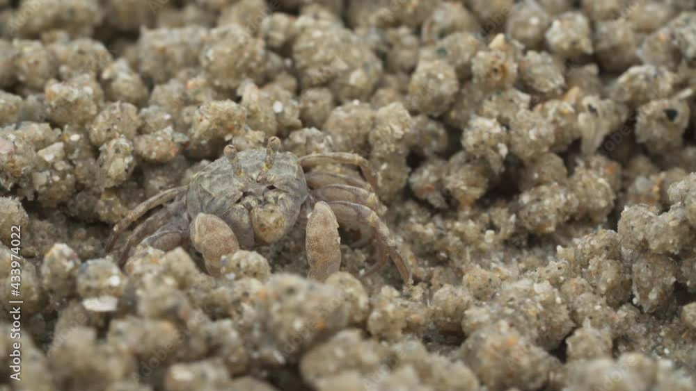 Close up of soldier crab makes balls of sand while eating. Soldier crab or Mictyris is small crabs eat humus and small animals found at the beach as food. Close up of soldier crab makes balls of sand while eating. Soldier crab or Mictyris is small crabs eat humus and small animals found at the beach as food.